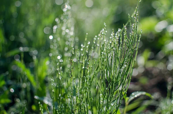 Green horsetail outdoors grows in the morning with dew — Stock Image Green horsetail outdoors grows in the morning with dew Royalty Free Stock Photos