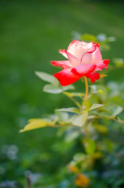 Летом на открытом воздухе растут красивые свежие розы — стоковое фото