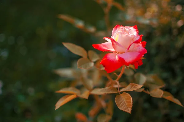 Beautiful fresh roses grow outdoors in the summer — Stock Photo, Image