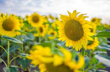Ayçiçekleri yazın açık havada yetişir.