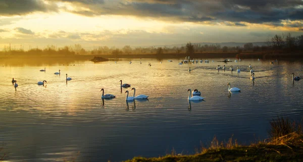 一个美丽的天鹅家庭在湖上游泳 — 图库照片