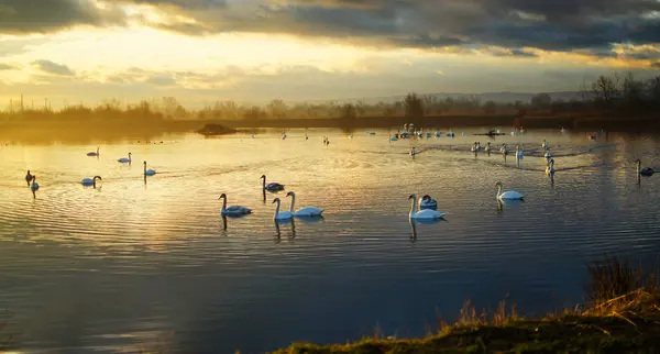 Eine schöne Schwanenfamilie schwimmt auf dem See — Stockfoto