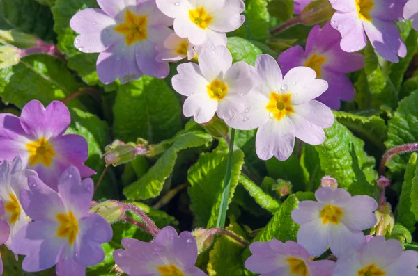 Small fragile primrose flowers bloom — Stock Photo, Image