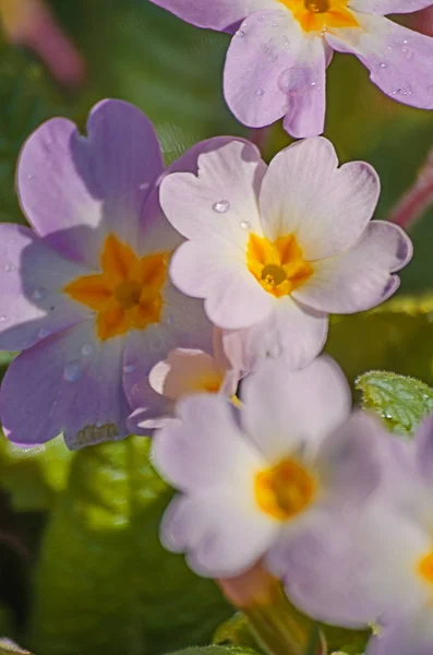 Small fragile primrose flowers bloom — Stock Photo, Image