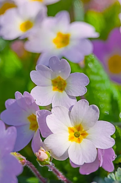 Small fragile primrose flowers bloom — Stock Photo, Image