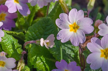 Küçük narin çiçekleri açar. 