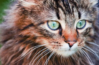 Komik küçük kedi dışarıda yürüyor. 