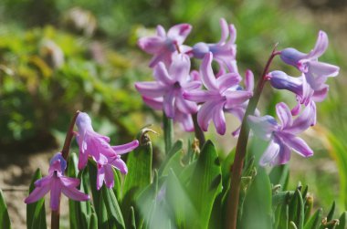 Harika sümbül çiçekleri baharda güneşli bir havada açar.