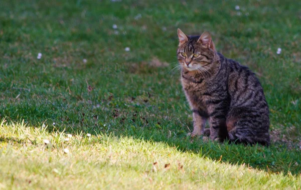 Zabawny kotek spacerujący na zewnątrz. — Zdjęcie stockowe