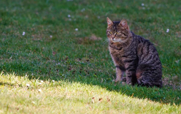 Kucing kecil lucu berjalan di luar ruangan — Stok Foto