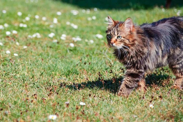 Engraçado gatinho andando ao ar livre — Fotografia de Stock