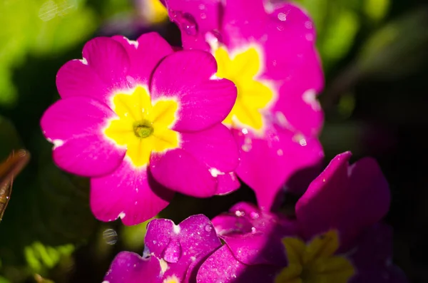 Маленькие хрупкие цветущие первоцветы — стоковое фото