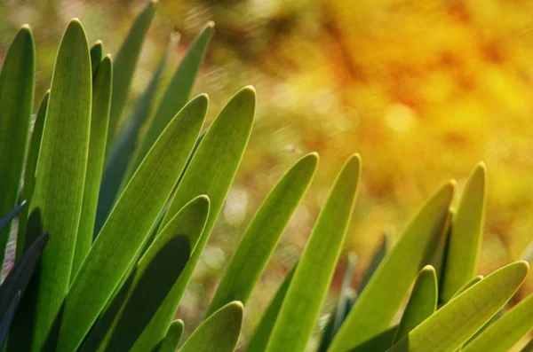 Grama verde suculenta fresca para o verão — Fotografia de Stock