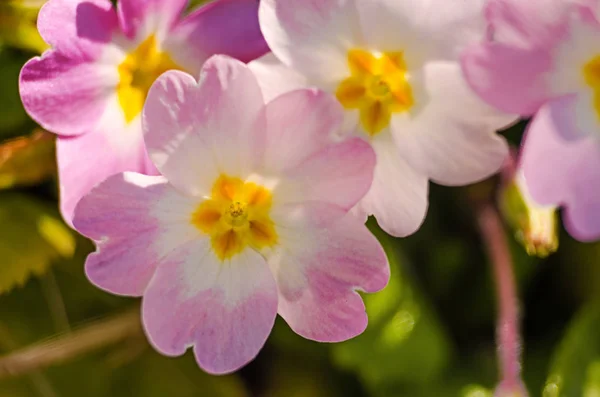 Small fragile primrose flowers bloom — Stock Photo, Image