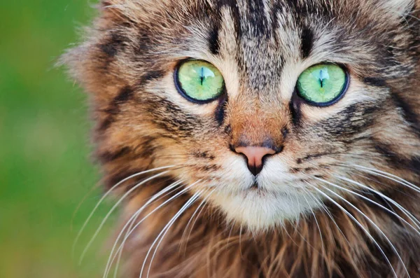 Petit chat drôle marchant à l'extérieur — Photo