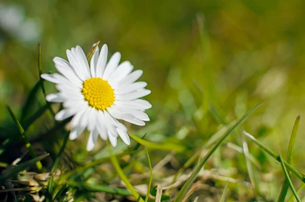 Beautiful fresh daisies bloom outdoors in the field — Stock Photo, Image