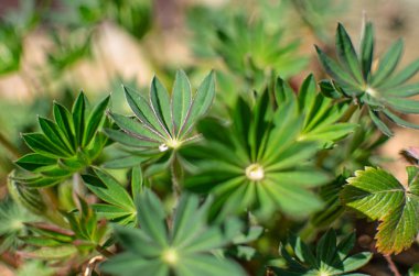 Açık arka planda yeşil yapraklar yetişiyor.