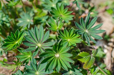 Açık arka planda yeşil yapraklar yetişiyor.