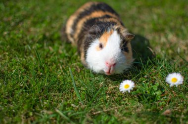 Güneşli bir bahar gününde çimlerin üzerinde otlayan kobay faresi