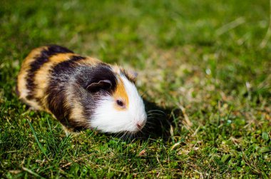 Güneşli bir bahar gününde çimlerin üzerinde otlayan kobay faresi