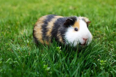 Güneşli bir bahar gününde çimlerin üzerinde otlayan kobay faresi