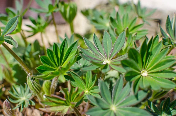 Abstraktion växer gröna blad på en ljus bakgrund utomhus — Stockfoto