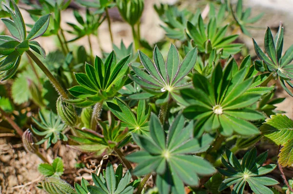 Abstraktion växer gröna blad på en ljus bakgrund utomhus — Stockfoto