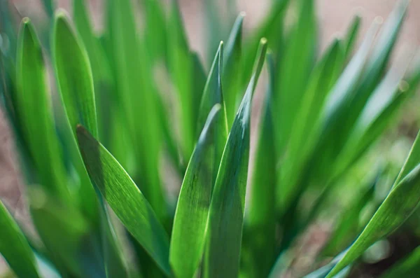 Fresh juicy green grass for summer — Stock Photo, Image