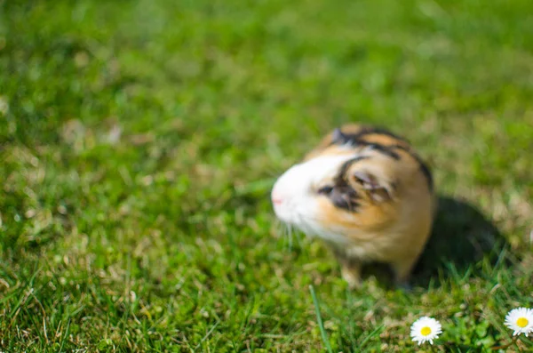 Гравірування морської свинки на траві в красивий сонячний весняний день — стокове фото