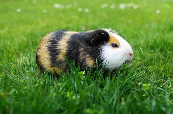 Legelő tengerimalac a fűben egy gyönyörű napos tavaszi napon — Stock Fotó