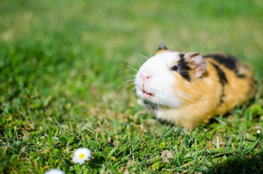 Güneşli bir bahar gününde çimlerin üzerinde otlayan kobay faresi