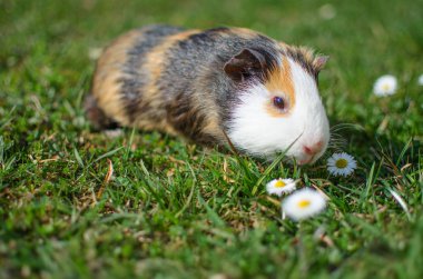 Güneşli bir bahar gününde çimlerin üzerinde otlayan kobay faresi