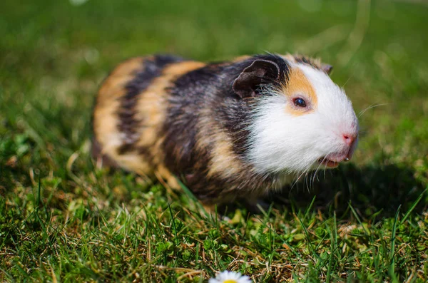 Pâturage cobaye sur l'herbe par une belle journée ensoleillée de printemps — Photo