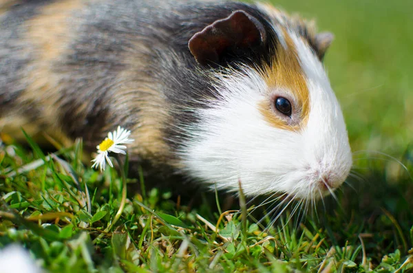 Güneşli bir bahar gününde çimlerin üzerinde otlayan kobay faresi — Stok fotoğraf
