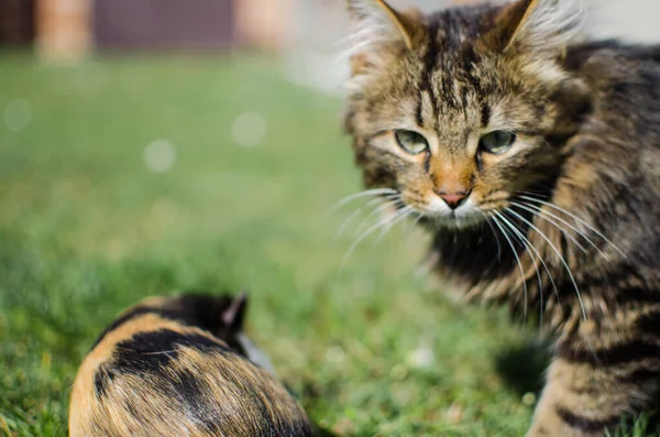 Funny little cat walking outdoors