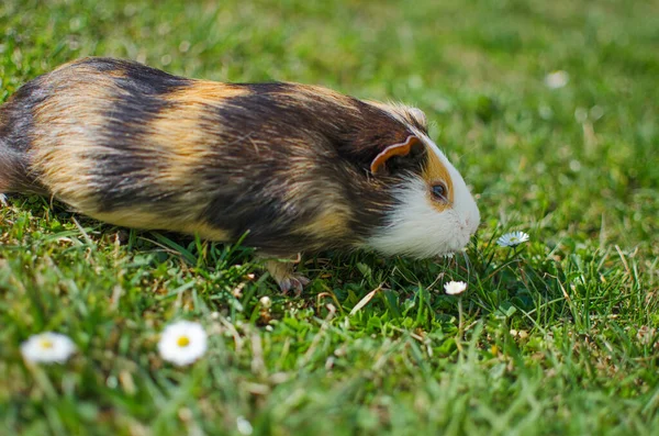 Weidende Meerschweinchen auf Gras an einem schönen sonnigen Frühlingstag — Stockfoto