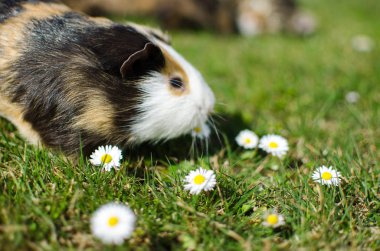 Güneşli bir bahar gününde çimlerin üzerinde otlayan kobay faresi