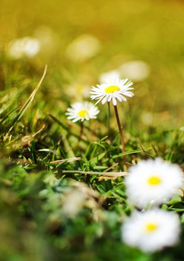 Tarlada güzel taze papatyalar açar. 