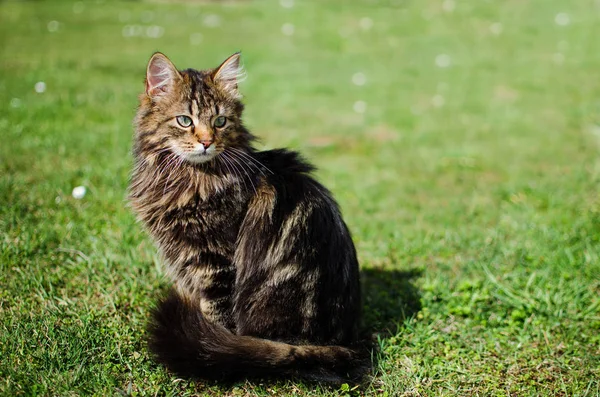 Divertido pequeño gato caminando al aire libre — Foto de Stock