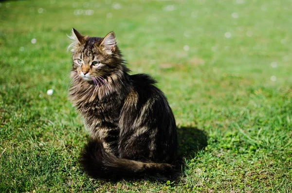 Engraçado gatinho andando ao ar livre — Fotografia de Stock