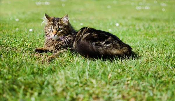 Funny little cat walking outdoors — Stock Photo, Image