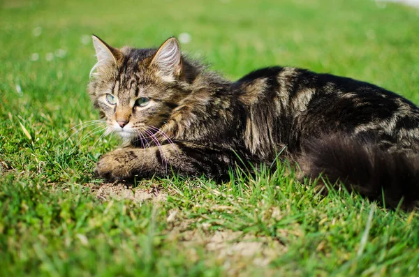 Petit chat drôle marchant à l'extérieur — Photo