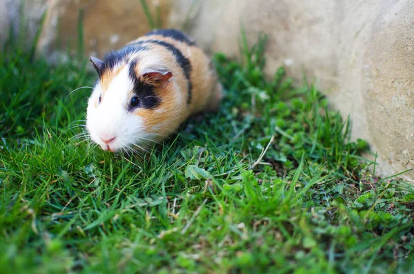 在一个阳光明媚的春日，在草地上吃着豚鼠 — 图库照片