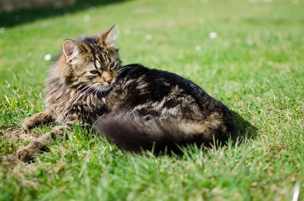 Смішний маленький кіт, що гуляє на відкритому повітрі — стокове фото