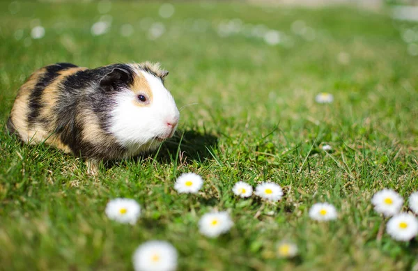 Wypas świnki morskiej na trawie w piękny słoneczny wiosenny dzień — Zdjęcie stockowe