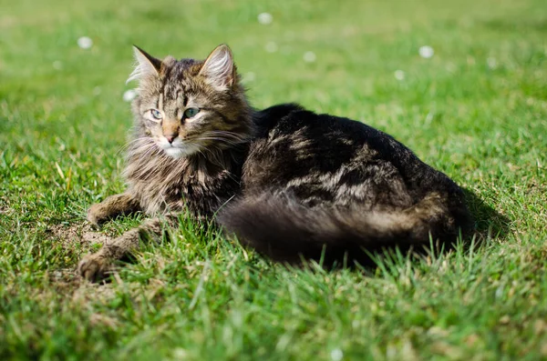 Petit chat drôle marchant à l'extérieur — Photo