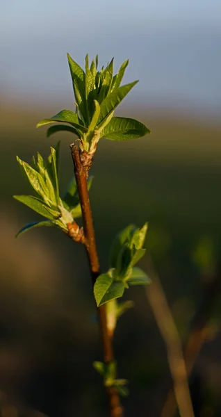 Abstractie groeiende groene bladeren op een lichte achtergrond buiten — Stockfoto