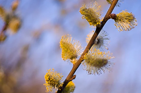 Weidenzweig im Frühling für Feiertage oder mit Blättern — Stockfoto