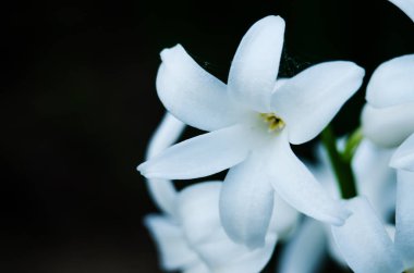 Harika sümbül çiçekleri baharda güneşli bir havada açar.