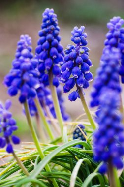 Açık havada açan küçük mavi Muscari çiçekleri. 